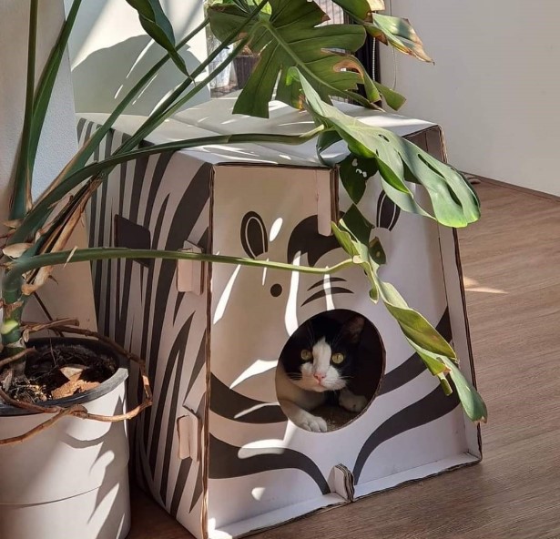Hướng dẫn làm nhà cho mèo bằng thùng carton chi tiết, đơn giản